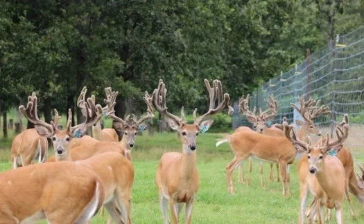 Deer Farm & Hunting Ranch with Home for Sale in S.e. Mo