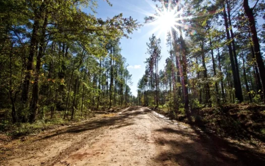 Reduced – Bossier Parish Timber/hunting Land – 120 Acres