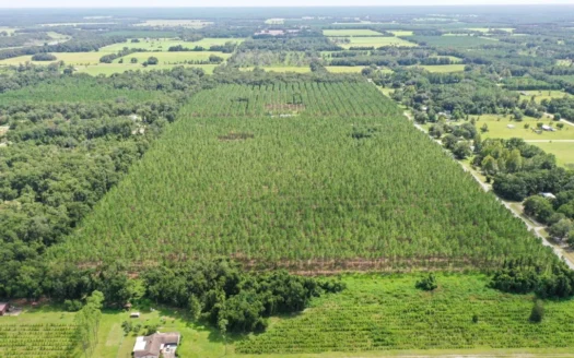 Country Living! Planted Pines! Chiefland Florida!