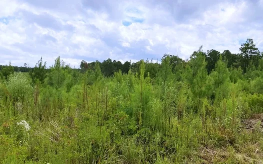 418 Acres Hunting Timberland for Sale Amite County Ms