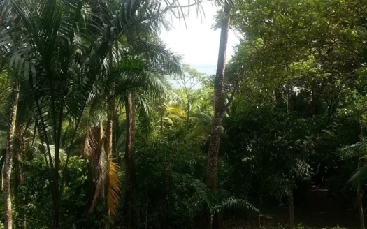 Affordable, Buildable Lot Isla Solarte Bocas Del Toro Panama