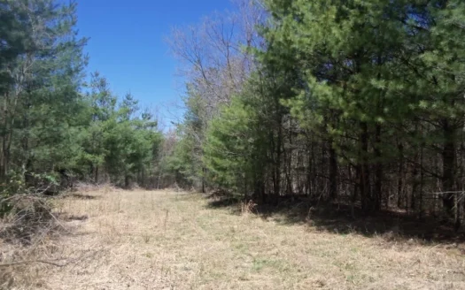 Wooded Land Near the Town Of Floyd Va for Sale!