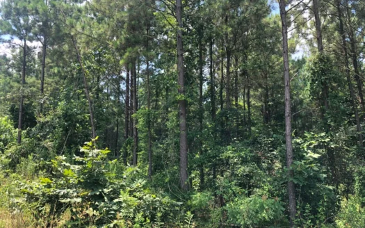 East Texas Timberland Hunting and Investment Tract