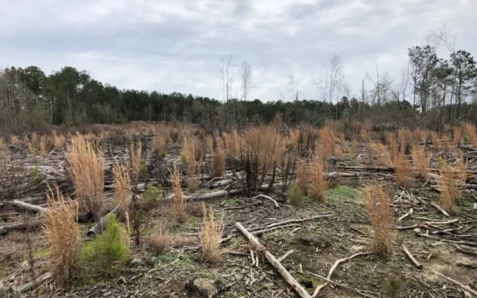 Planted Pine /w Hardwood Camp Site for Sale Near Strong, Ar