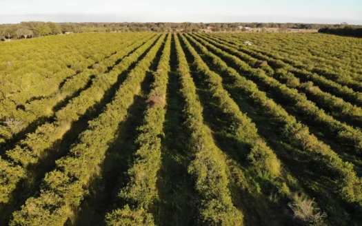 50 Acre Income Producing Orange Grove in Arcadia, Fl!