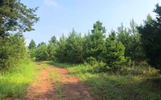 Great Timberland and Recreational Tract Cass County, Tx