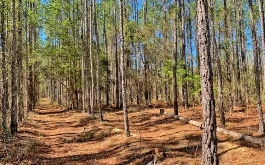 40 Acre Timber/hunting Tract – Bronson, Levy County, Florida