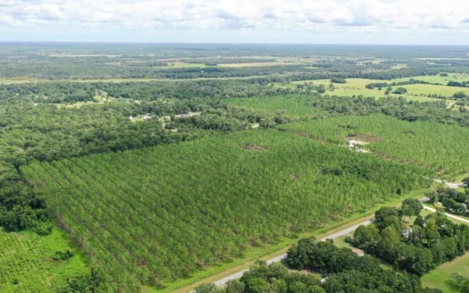 Country Living! Planted Pines! Chiefland Florida!