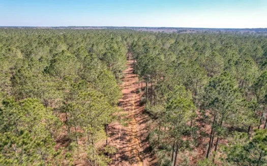 525 Acrestimber and Hunting Land for Sale Amite County, Ms