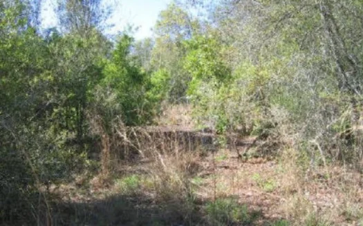 40 Acres Nw 100 Avenue Chiefland Fl