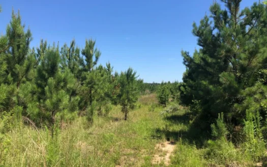 Young Planted Pine Land for Sale in Ouachita County, Ar