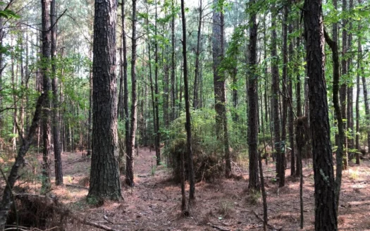 Pine Timberland Near Moro Big Pine Wma Public Land for Sale