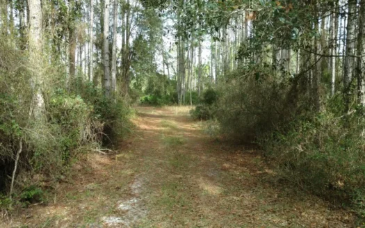 Secluded 160 Acres for Sale in North Florida
