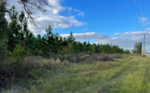 21 Acres Of Planted Pines in Suwannee County for Sale
