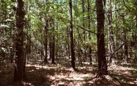 Timberland for Sale Near Smackover, Ar!!