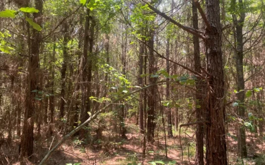 Pine Timberland for Sale Near Bluff City, Ar!
