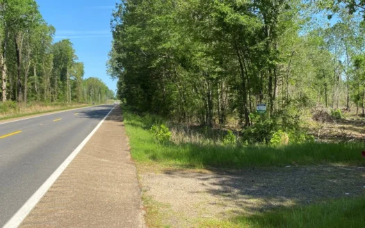 Natural Pine Timberland for Sale Near Junction City, Ar