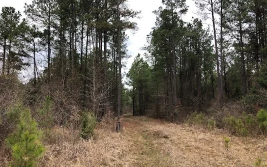 Young Natural Pine Timberland for Sale in Union County, Ar
