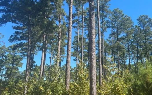 Timberland Tract in Grant County Arkansas