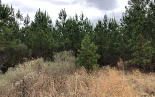 Investment Planted Pine Timber Land for Sale in Union County