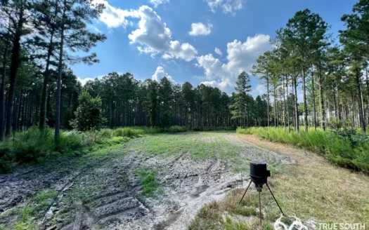 Furman Southern Hampton Co. Timber & Hunting Land