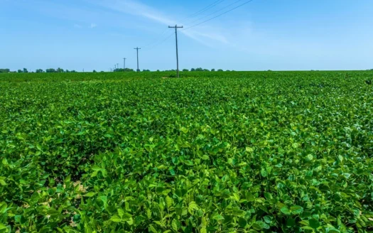 Row Crop Farm for Sale Lamar County Tx
