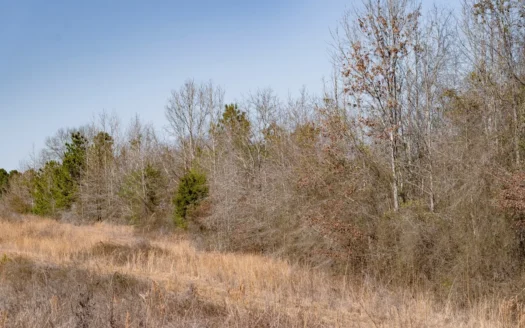 Woodville 54 – SW Lincoln Parish Timber Tract