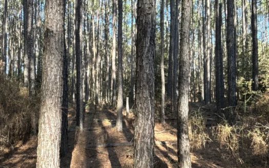 West Dallas County Line Timberland for Sale