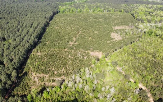 Jackson Parish Timber Tract 2 for Sale