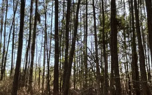 West Dallas County 20 Timberland for Sale