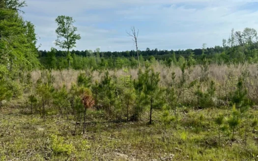 40 Acres Timberland for sale North Louisiana