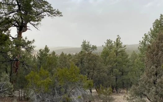 Secluded 2-Acre Wooded Lot in Edgewood, NM – Ponderosa Pines