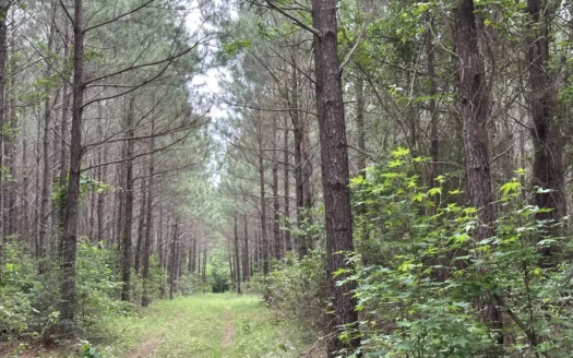 East Texas Hunting/Recreational/Timber Land For Sale