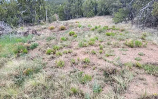 1.5-Acre Wooded Lot in Edgewood – Utilities & MHs OK