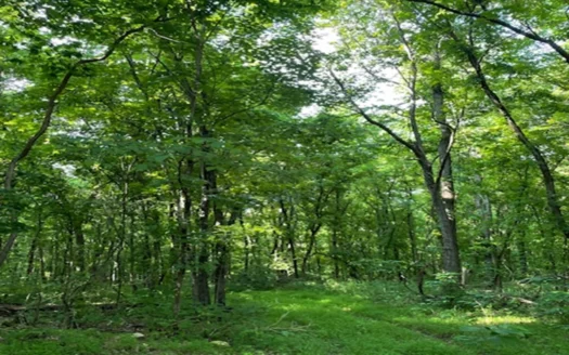 Well, Septic, Electricity, 23 Acres Near Buffalo National River