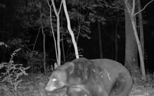 Hunting Property For Sale in West Fork, Arkansas on Mill Creek