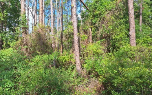 5 Acres Near The Suwannee River With Additional Acreage Available