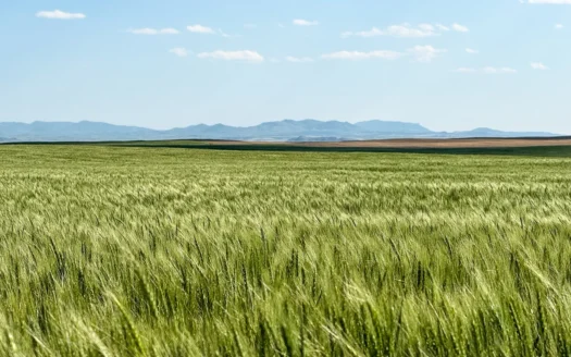 Golden Triangle Farm & Ranch | 2,278 Acres