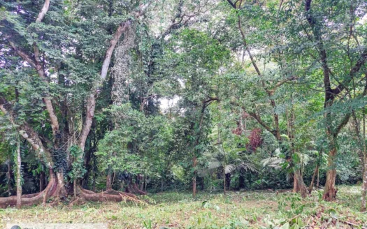 Lush Affordable Jungle Lot for Sale, Isla Colon, Bocas del Toro