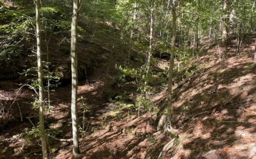 Newton County Land For Sale Bordering Ozark National Forest