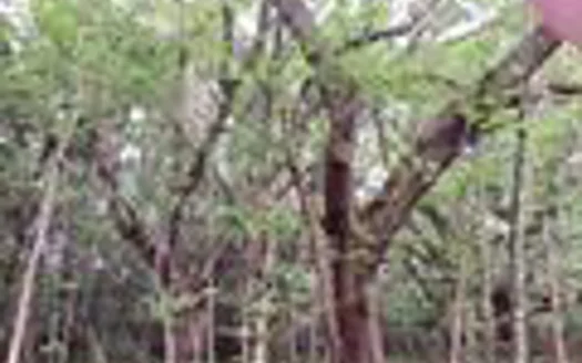 Land in The Conecuh National forest,   Wing Alabama