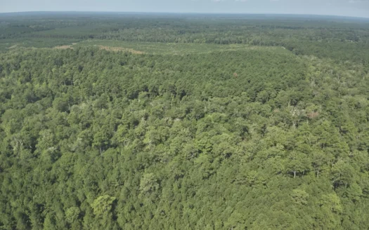 Planted Pine w/ Hardwood Hunting Areas for sale near Camden, AR