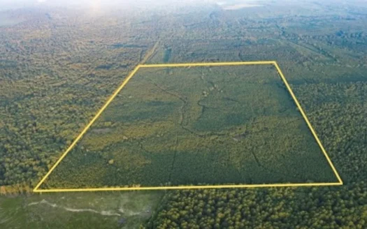 Claiborne Parish Timberland for Sale