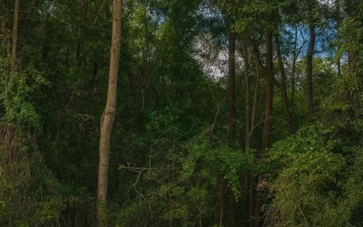 3.00 Acres Vacant Land In Old Town, Fl Near The Suwannee River