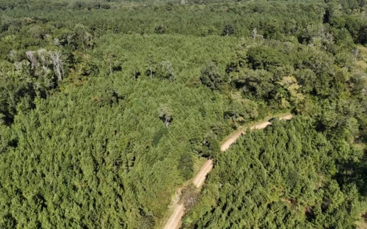 Timberland for Sale Union Parish – Arrant Place