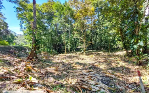 Affordable Jungle Lot for Sale – Eco-Community, Bocas del Toro