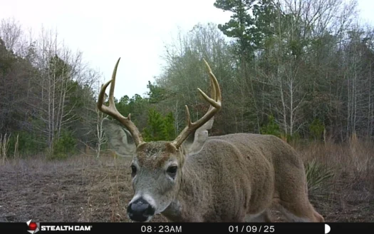 Gorgeous Country Acreage with Timber in Hallsville, Texas