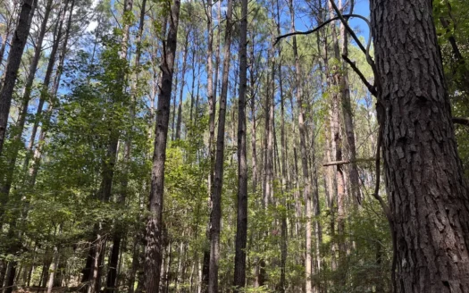 Hunting /Planted Pine Timberland for sale in Union County, Ark.
