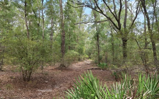 66 Acres Of Premium Hunting Land Near The Sante Fe River
