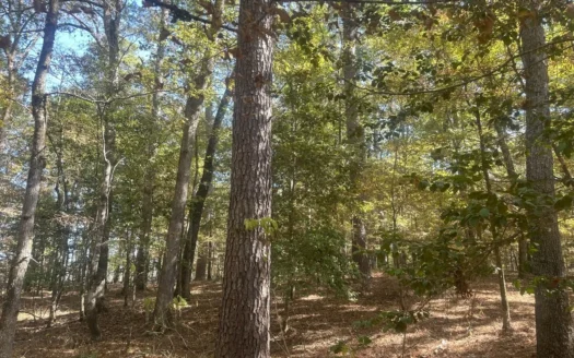 Hardwood-Pine Timberland W/ Creek for Sale in Clark Co., AR